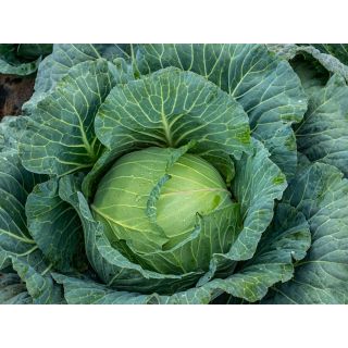 Compra COL POWERSLAM F1 (2.500 Semillas). en la tienda online Fito Agrícola