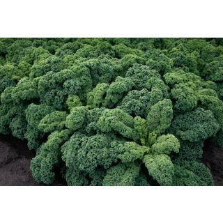 Compra COL KALE BLUE RIDGE F1 (2.500 Semillas). en la tienda online Fito Agrícola