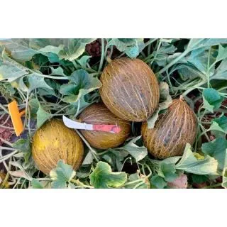 Compra MELÓN GAMBITO F1 (1.000 Semillas) en la tienda online Fito Agrícola