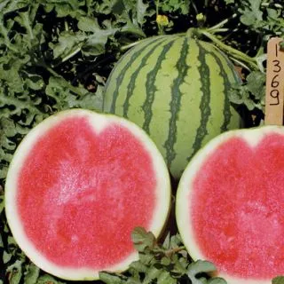 Compra SANDÍA SINRUBITA F1 (500 Semillas). en la tienda online Fito Agrícola