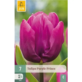 Compra TULIPÁN PURPLE PRINCE en la tienda online Fito Agrícola