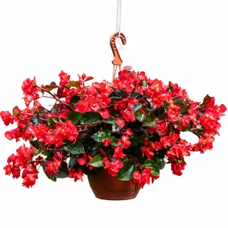 Compra BEGONIA VIKING COLOR ROȘU (Frunză de Ciocolată) (144 Plante). en la tienda online Fito Agrícola