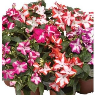 Compra IMPATIENS ACEENT STAR MIX (240 Plantas). en la tienda online Fito Agrícola