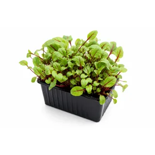 Compra ACEDERA RED APACHE MICROGREENS BIO (50 gr.) en la tienda online Fito Agrícola