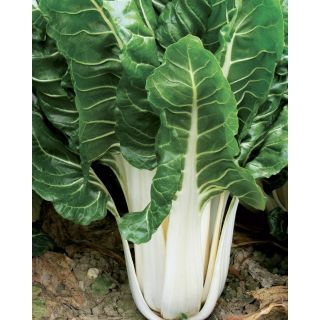 Compra ACELGA VERDE A COSTA BIANCA 2 (5 Kgr.). en la tienda online Fito Agrícola