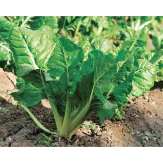 Compra ACELGA LISCIA VERDE DA TAGLIO Sel. Eolo (5 Kgr.). en la tienda online Fito Agrícola