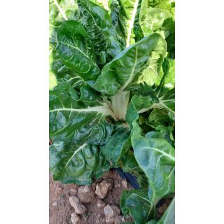 Compra ACELGA VERDE DELTA (5.000 Semillas) en la tienda online Fito Agrícola