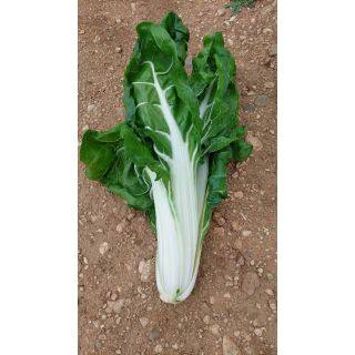 Compra ACELGA VERDE NICE (500 gr.). en la tienda online Fito Agrícola