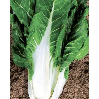 Compra ACELGA SIBILLA (450 gr.). en la tienda online Fito Agrícola