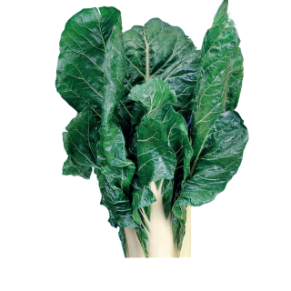 Compra ACELGA VERDE PENCA ANCHA Sel. Pencosa (5 Kgr.) en la tienda online Fito Agrícola