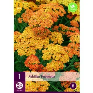 Compra ACHILLEA TERRACOTTA en la tienda online Fito Agrícola