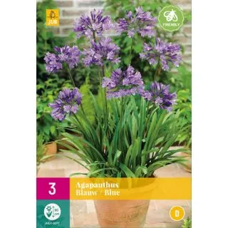 Compra AGAPANTHUS AZULES XXL en la tienda online Fito Agrícola
