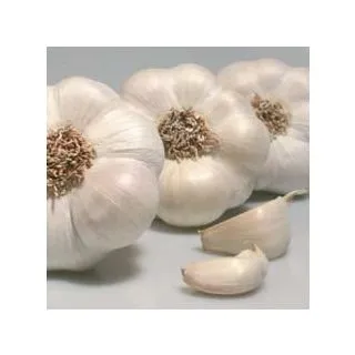 Compra AJO BLANCO DE SIEMBRA GARDACHO 45/55 (400 Kgr.). en la tienda online Fito Agrícola