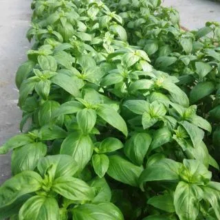 Compra BUSUIOC GENOVEZ IN GHIVECI CU FRUNZA LUNGA PROSPERA® ACTIVE RENEE F1 (5.000 semințe). en la tienda online Fito Agrícola