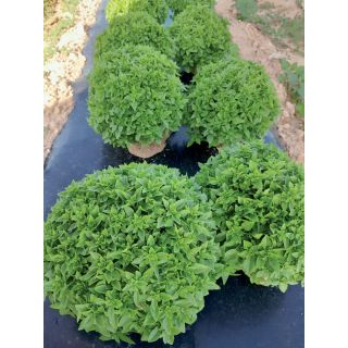 Compra ALBAHACA TITYOS (50 gr.) en la tienda online Fito Agrícola