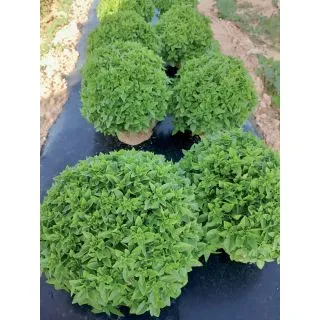 Compra BUSUIOC TITYOS (10 gr.) en la tienda online Fito Agrícola