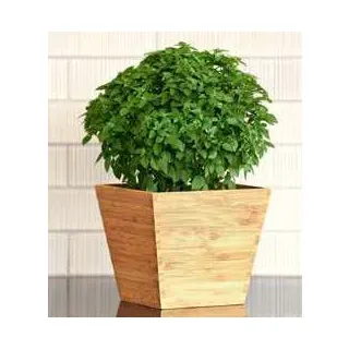 Compra BUSUIOC BONSAI (240 Plante). en la tienda online Fito Agrícola