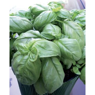 Compra ALBAHACA BONSAI (5 Kgr.). en la tienda online Fito Agrícola