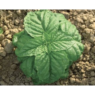 Compra ALBAHACA FOGLIA DI LATTUGA NAPOLETANO Calibrada (25.000 Semillas). en la tienda online Fito Agrícola