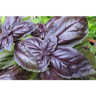 Compra ALBAHACA GENOVESA ROJA (50 gr.). en la tienda online Fito Agrícola