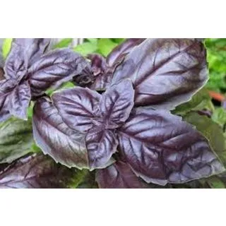 Compra BUSUIOC GENOVEZ ROȘU (50 gr.). en la tienda online Fito Agrícola