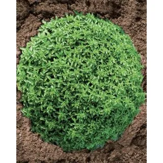 Compra BUSUIOC GRECESC ROTUND PITIC Calibrat (25.000 semințe). en la tienda online Fito Agrícola