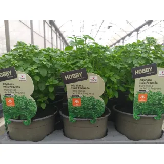 Compra BUSUIOC CU FRUNZĂ MICĂ ECOLOGIC ME13 en la tienda online Fito Agrícola
