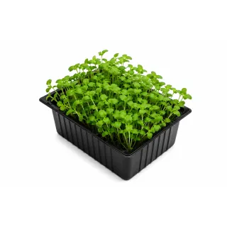 Compra BUSUIOC LAMAIE MICROGREENS NT (5 Kg) en la tienda online Fito Agrícola