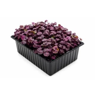 Compra BUSUIOC MOV MICROGREENS NT (1 kg) en la tienda online Fito Agrícola