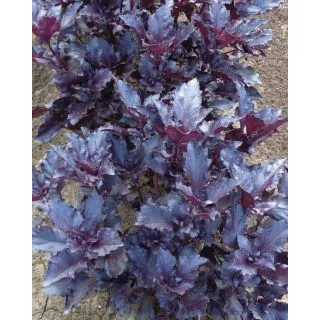 Compra BUSUIOC RED RUBIN Calibrat (25.000 semințe). en la tienda online Fito Agrícola