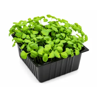 Compra BUSUIOC VERDE MICROGREENS NT (1 kg) en la tienda online Fito Agrícola