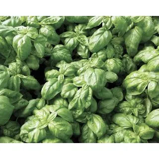 Compra BUSUIOC WINNER Calibrat (25.000 semințe). en la tienda online Fito Agrícola
