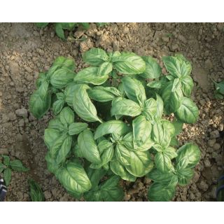 Compra ALBAHACA ITALIANA CLASSICA Calibrada (25.000 Semillas). en la tienda online Fito Agrícola