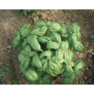 Compra BUSUIOC ITALIAN CLASSIC (50 gr.). en la tienda online Fito Agrícola