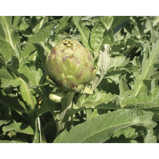 Compra ALCACHOFA ADAMO F1 (500 Semillas). en la tienda online Fito Agrícola