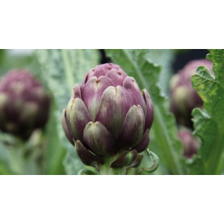 Compra ALCACHOFA OPAL F1 (1.000 Semillas) en la tienda online Fito Agrícola