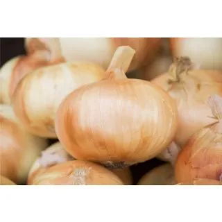 Compra CEBOLLA ALISON 21/23 (1 Kgr.). en la tienda online Fito Agrícola