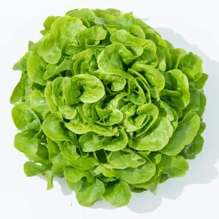 Compra LECHUGA ALPINICE Pildorada (5.000 Semillas). en la tienda online Fito Agrícola