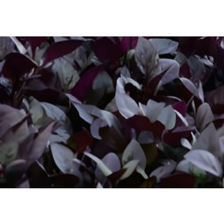 Compra ALTERNANTHERA PURPLE PRINCE (240 Plantas) en la tienda online Fito Agrícola