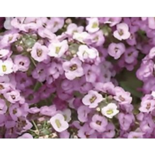 Compra ALYSSUM CLEAR CRYSTAL LAVENDER SHADES (240 Plantas) en la tienda online Fito Agrícola