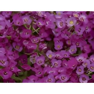 Compra ALYSSUM CLEAR CRYSTAL PURPLE SHADES (240 Plantas). en la tienda online Fito Agrícola