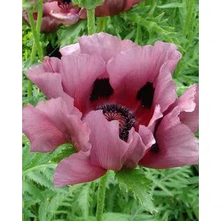 Compra AMAPOLA PATTY'S PLUM (25 Unid.). en la tienda online Fito Agrícola