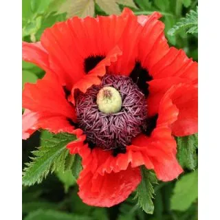 Compra AMAPOLA TÜRKENLOUIS (25 Unid.). en la tienda online Fito Agrícola