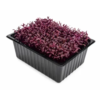 Compra AMARANT TRICOLOR MICROGREENS NT (1 kg) en la tienda online Fito Agrícola