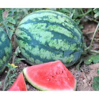 Compra SANDIA AMELIE F-1 (1.000 Semillas). en la tienda online Fito Agrícola