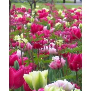 Compra AMORE (100 Unid.). en la tienda online Fito Agrícola