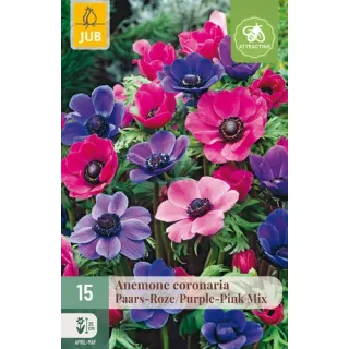 Compra ANÉMONA PINK-PURPLE en la tienda online Fito Agrícola