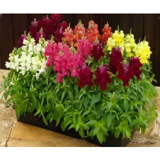 Compra ANTHIRRINUM CANDY TOPS MIX (240 Plantas) en la tienda online Fito Agrícola