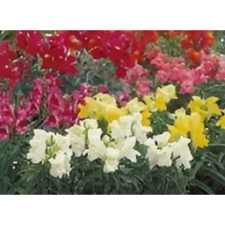 Compra ANTHIRRINUM SNAPSHOT MIX (240 Plantas) en la tienda online Fito Agrícola