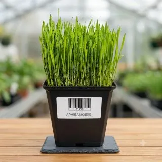 Compra APHIBANK 500 (Cutie 3 l.) en la tienda online Fito Agrícola